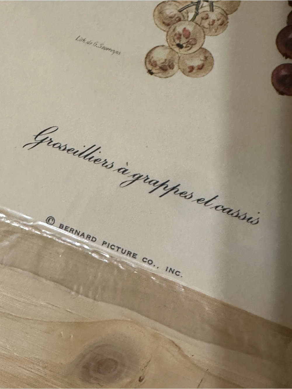 Vintage 1970s Groseilliers Fruit Berry made in the USA Bern Art Print - Picture 3 of 6